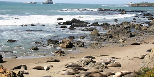 elephant seals central coast