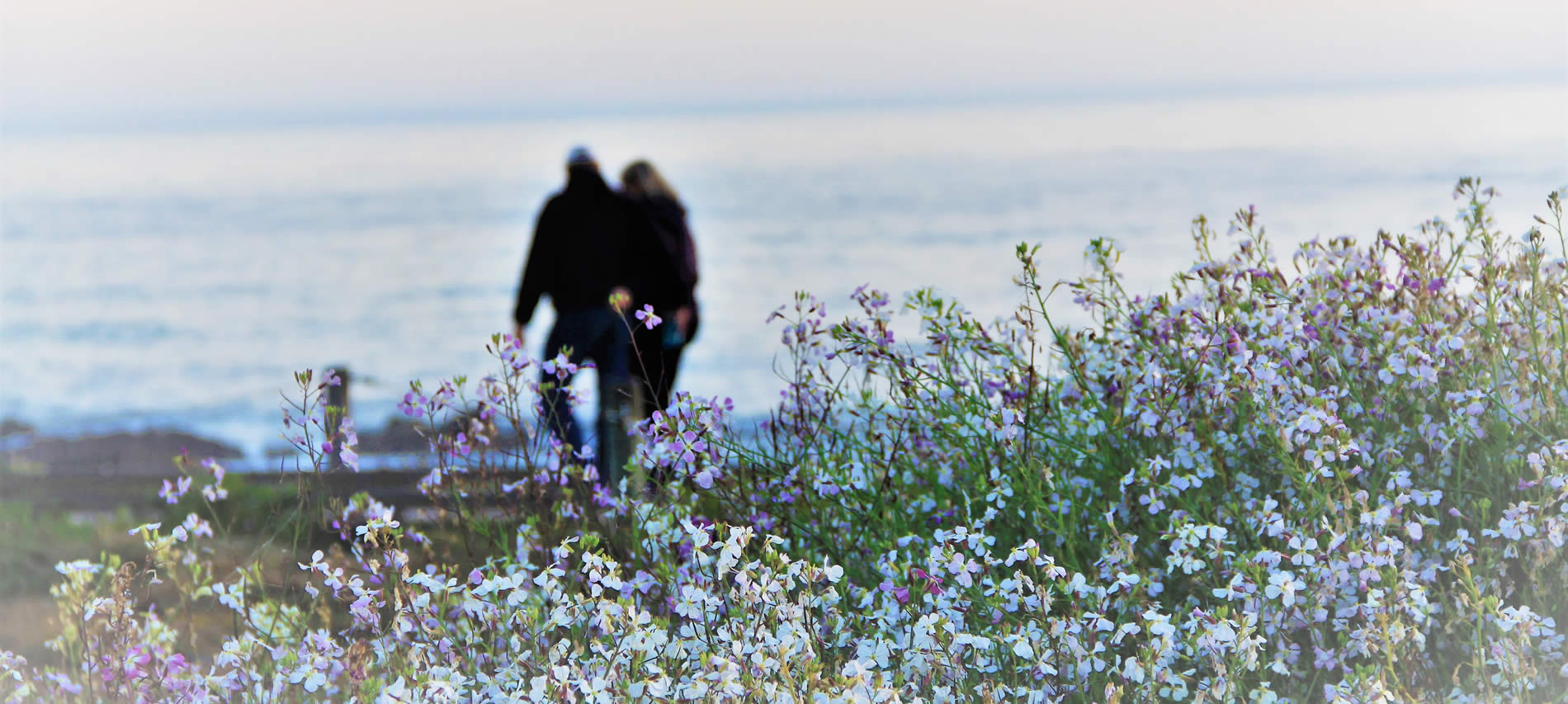 cambria ca bed and breakfast boutique hotel near moonstone beach