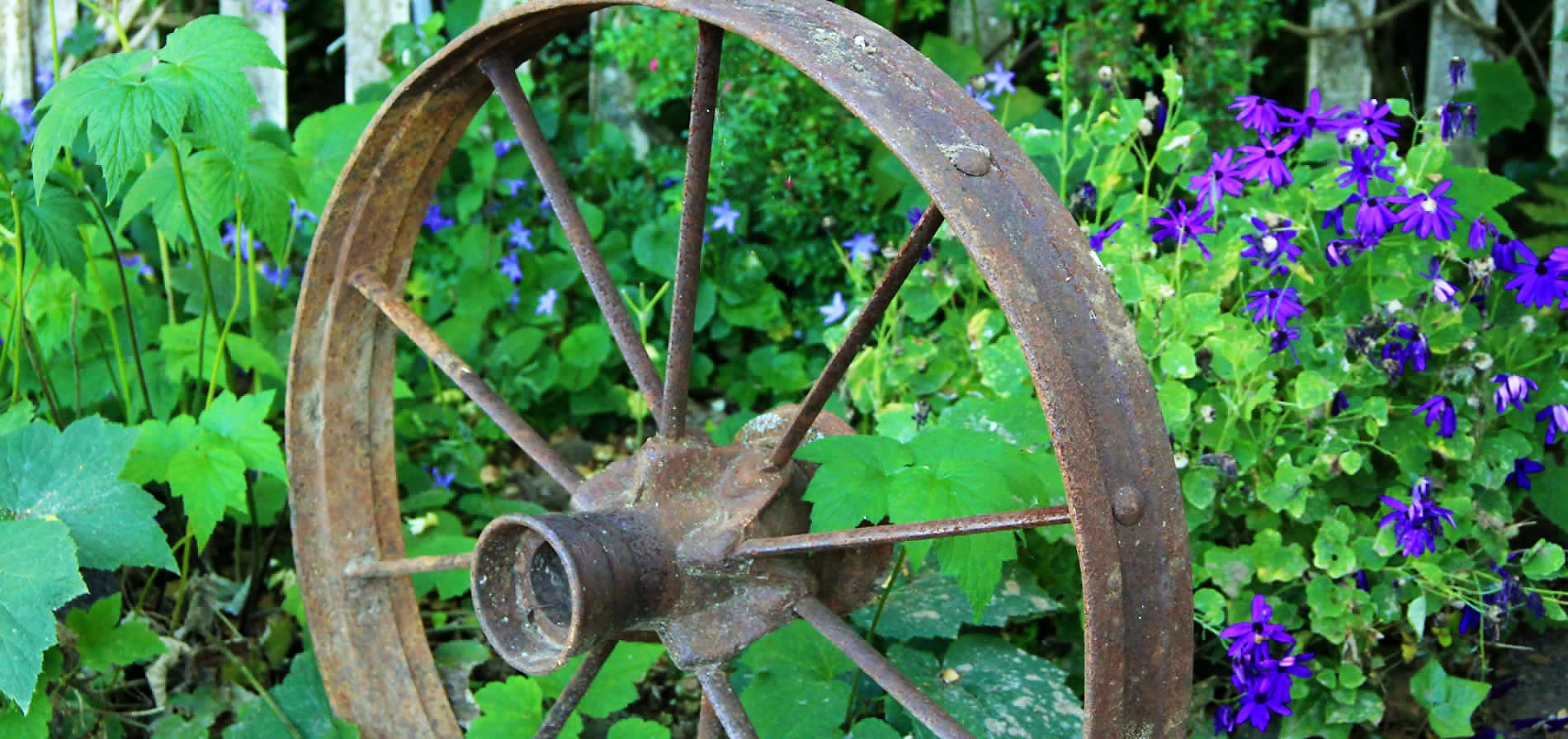 wagon wheel set in plants