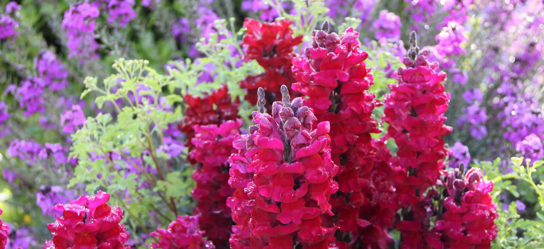 colorful flowers from garden in Cambria