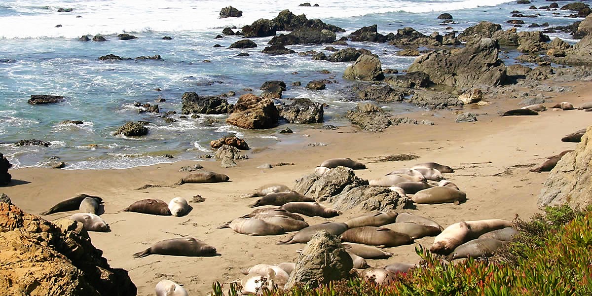 elephant seals on the beach